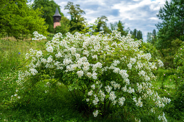 D, Bodensee, Sommermorgen auf der Blumeninsel Mainau; Rosenstrauch Rosae Hollodonta, Heimat China, 1908