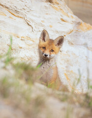 Cute fox Vulpes vulpes cub has climbed out of the burrow and is looking around.