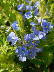 blue wild flowers of Veronica chamaedrys, - the germander speedwell, bird's-eye speedwell,  cat's eyes