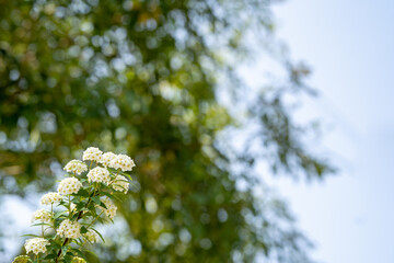 初夏の緑と調和する、紫陽花の花