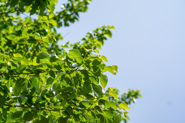 Fototapeta na wymiar 春の勢いを感じる新緑の葉
