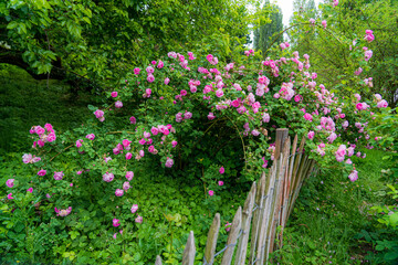 D, Bodensee, Sommermorgen auf der Blumeninsel Mainau; Rosenstrauch am Bauerngarten, Rose: Queen of Bourbons, Züchter: Mauget, 1835