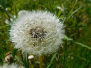 dandelion in the grass, blurred background, wallpaper, copy space
