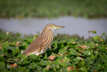 portrait of indian pond heron. Indian pond heron or paddybird is a small heron.