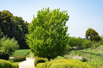 公園の中の存在感のある大きな木