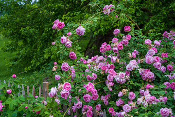 D, Bodensee, Sommermorgen auf der Blumeninsel Mainau; Rosenstrauch am Bauerngarten, Rose: Queen of Bourbons, Züchter: Mauget, 1835