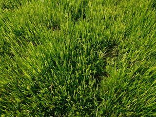 green grass texture