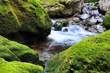 苔むした岩と美しい清らかなせせらぎの流れ