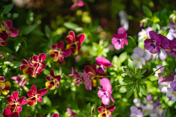 初夏の日差しを浴びて咲く、花壇のパンジー