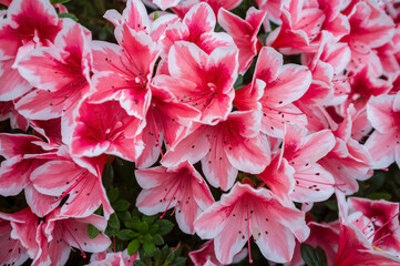Blooming rhododendron. Beautiful red lush flowers of a shrub with green leaves. Close-up. 