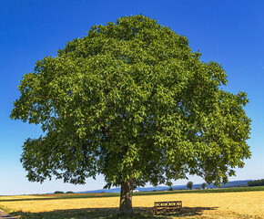 Landscape with huge old walnut tree (Juglans regia) in the middle of agricultural fields in midsummer. Hesse, Germany - obrazy, fototapety, plakaty