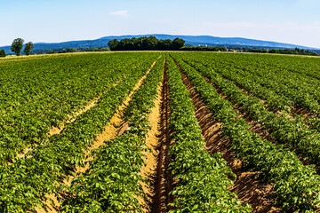 Fototapeta na wymiar Potato field in summer, Hesse, Germany 