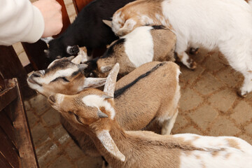 Little goats in a touching zoo