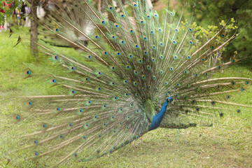 Obraz premium beautiful peacock with its open feathers