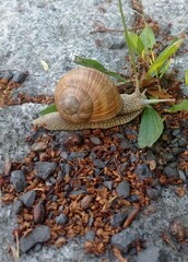 The snail that goes its own way.