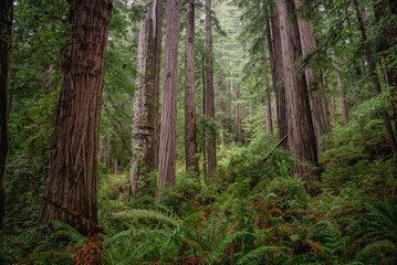 Prairie Creek Redwoods