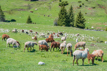 Green fields, grazing domestic animals, slopes of the Tien Shan mountains, Kyrgyzstan