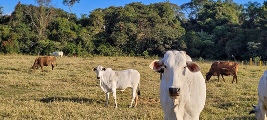 criação de gado em fazenda no interior do Brasil 