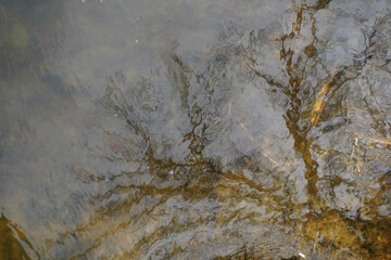 Garden pond with aquatic plants and water and lots of vegetation in green nature