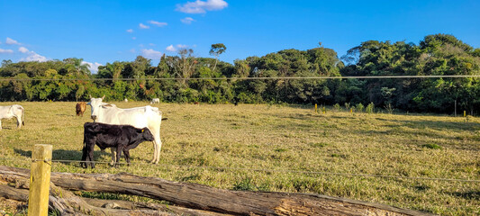 pastagem de gado no brasil 