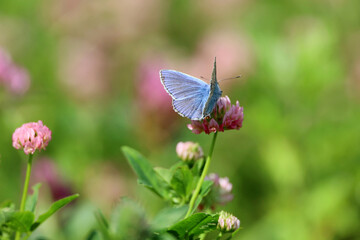 Common blue butterfly on clover flower close up. Polyommatus icarus on green summer meadow