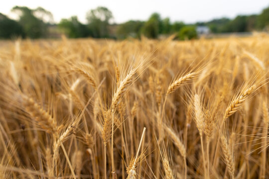 Campo y espigas de cebada al amanecer (junio)