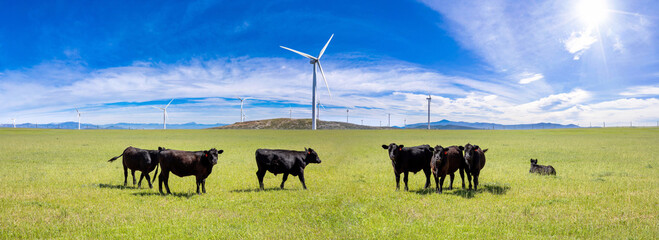 Black Angus cow, cattle in a pasture, green field, blue sky, sunny spring day, Texas, America
