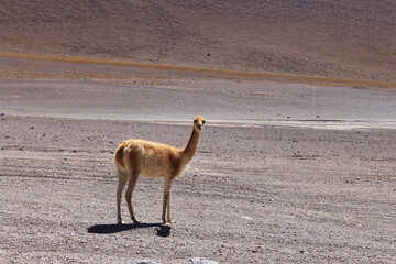 Salar de Uyuni