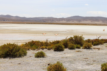 Salar de Uyuni