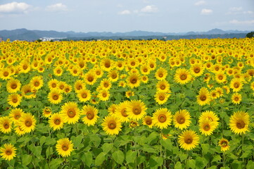 Beautiful sunflowers that color summer, Ono City, Hyogo Prefecture, Japan