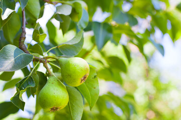 green pears are on the branch of tree