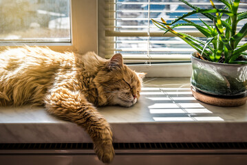 red cat sleeping on the windowsill