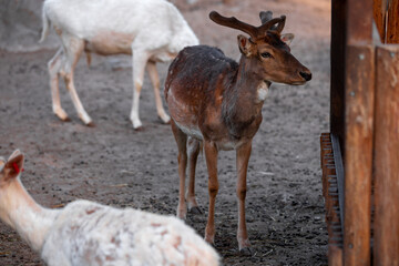 The sika deer (Cervus nippon), also known as the spotted deer or the Japanese deer. Photo of deer.