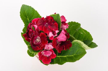 Bright blossomed velvet flower in bordeaux colours, Gloxinia isolated on white background. Up view.