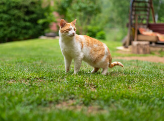 Portrait of orange and white cat on grass