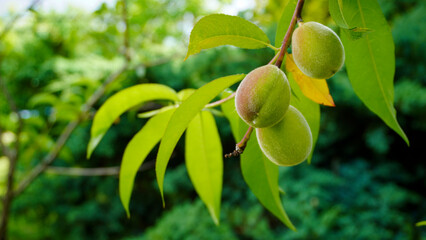 peach on the tree