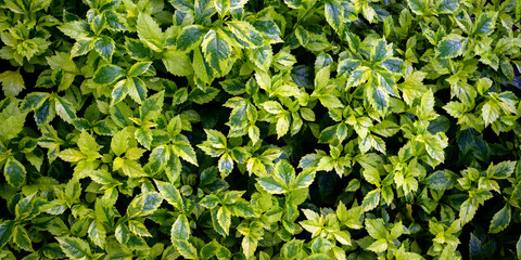 abstract stunning panorama green leaf texture, tropical leaf foliage nature dark green background. green banners nature tropical concept