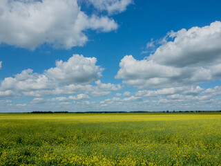 A boundless field with yellow flowers on a blue sky background