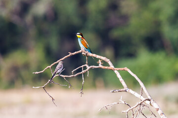 bee-eater and grey wagtail on a branch