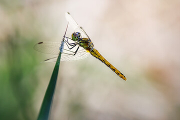 golden dragonfly (Orthetrum coerulescens) on a dry grass