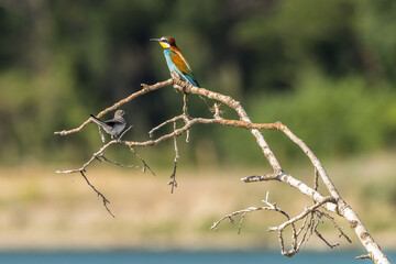 bee-eater and grey wagtail on a branch