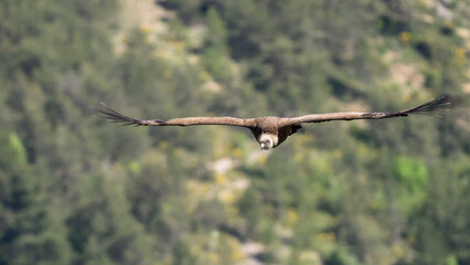 Griffon vulture in flight in the Baronnies, France
