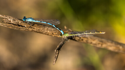 mating of two blue dragonflies in the grass at the edge of a lake