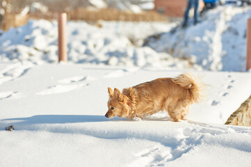 little red dog running through the snow. lots of snow. white snow. Russian Ukrainian winter, nature, winter cold snow