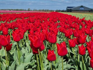 A riot of color: Bright red tulip fields in spring in North Holland, Holland, Netherlands