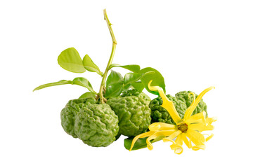 Fresh bergamot fruit or kaffir lime and leaf on white background with clipping path.