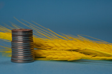 Yellow spikelets and money stack on blue background
