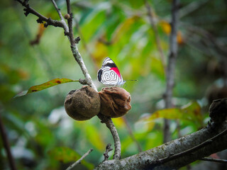 Mariposa 88 comiendo, mariposa reposando en un durazno, mariposa reposando en un árbol, ochenta y...