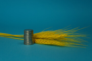 Money stack with yellow wheat seed heads behind