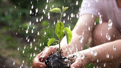 Young plant in the hands of a farmer. Watering A Young Plant - obrazy, fototapety, plakaty